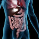 Gastrointestinal System