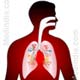 Lungs and Respiration