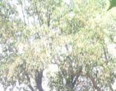 Chauhan_Gaurav
