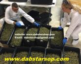 dabstarshop87