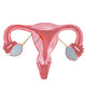 Endometrial Biopsy