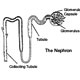 Glomerulonephritis