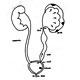 Hydronephrosis/Antenatal Counseling