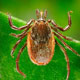 Lyme Disease