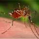 Mosquito Diseases