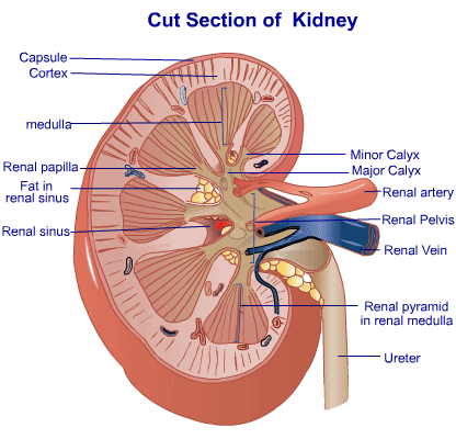 Acute Renal Failure