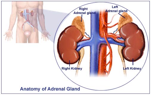 Addison’s Disease