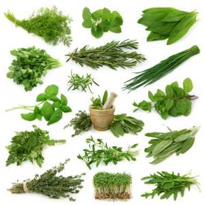 All Kind Of Medicinal Herb and Ayurvedic herb