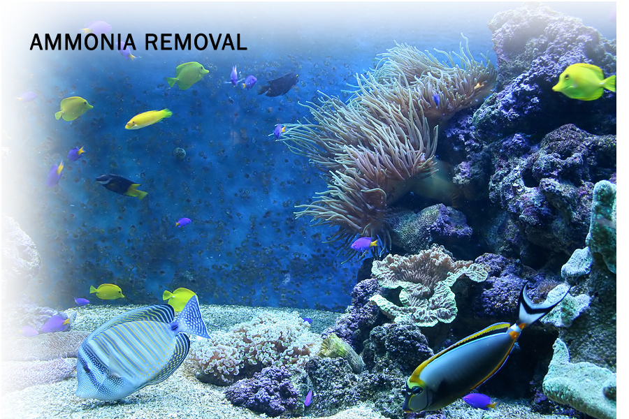 AmmoSorb™ Eco Aquarium Ammonia Removal Deco Rocks: 50 lb