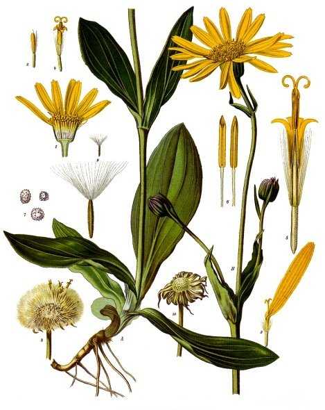 Arnica