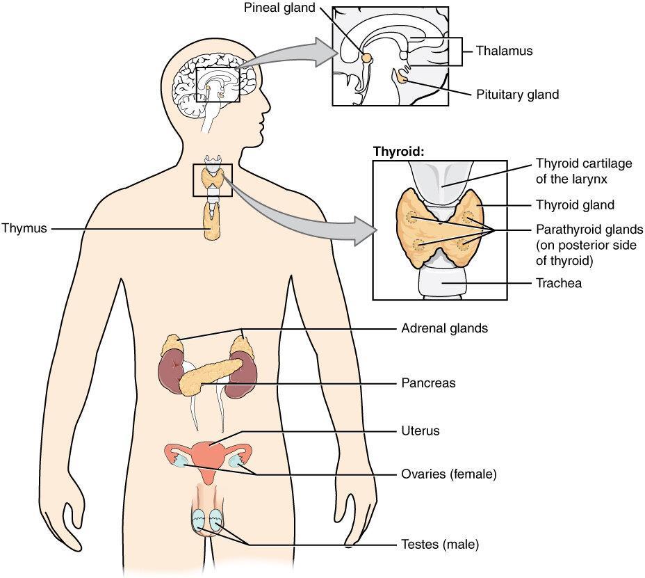 Best Endocrinologist in Lucknow