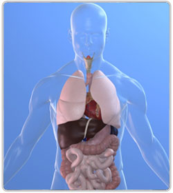 Digestive-System