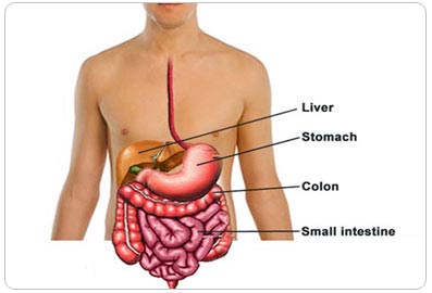Digestive-System