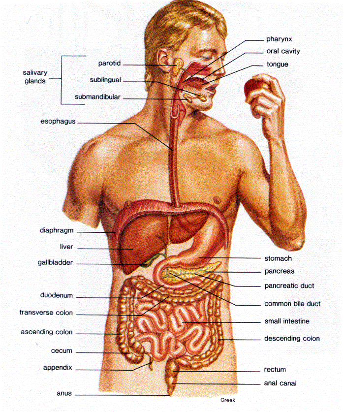 Digestive System