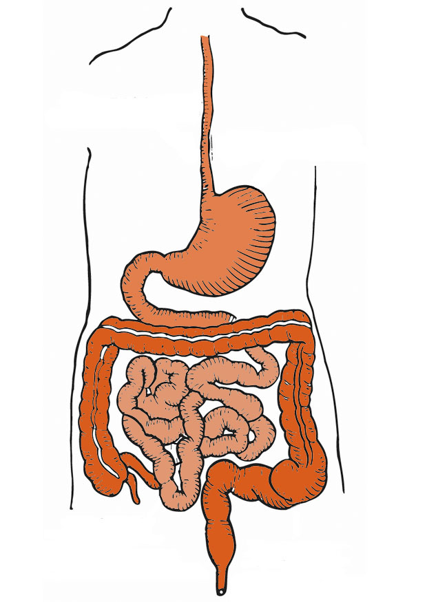 digestive-track