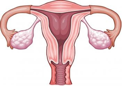 Fibroid Surgery India