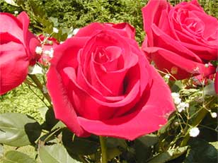 Flower-Natural-Rose