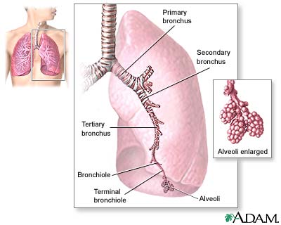 Lungs