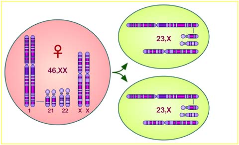 meiosis