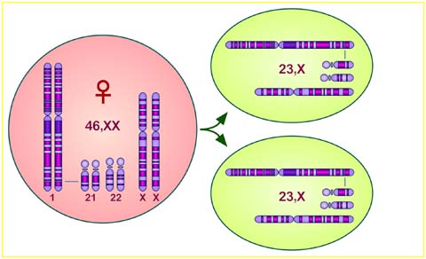 meiosis