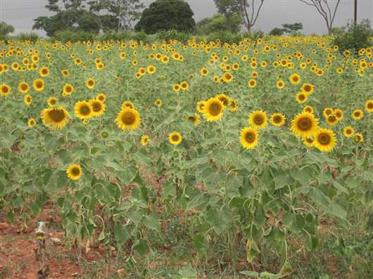 sun flower